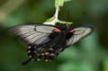 272 Gelbrand-Schwalbenschwanz - Papilio lowii